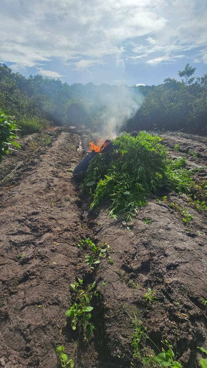 Police destroy over $21M in ganja during raid at Yarrowkabra Backdam