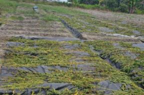 545414006_1204327251503050_5141981604559024791_n