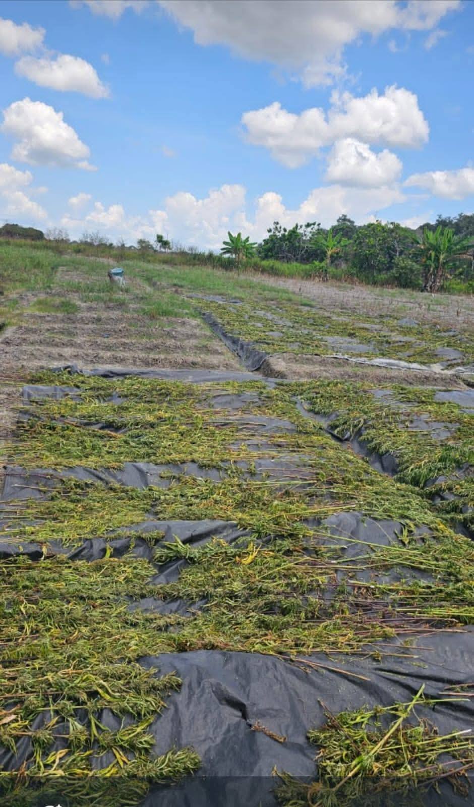 More Than $237M Worth of Cannabis Destroyed in Berbice Eradication Exercise