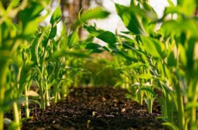 546415881_1204458228156619_3064067395283220055_n