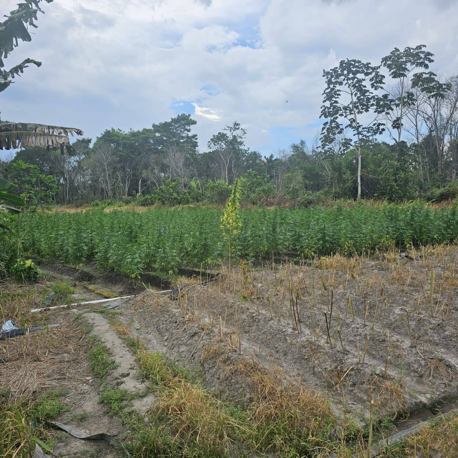 Over $3M Worth of Cannabis Destroyed in Berbice Eradication Exercise
