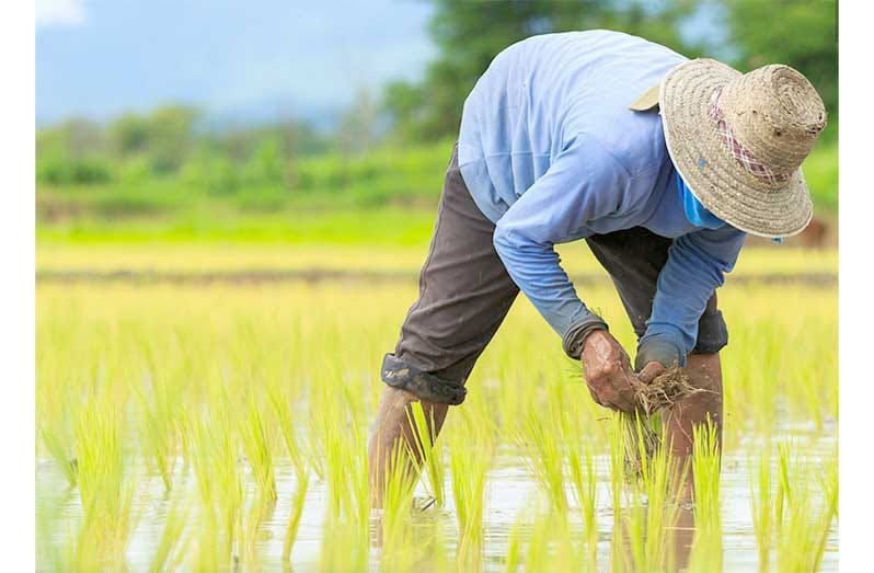 Rice glut presents opportunity for stockpiling – CRG Chairman