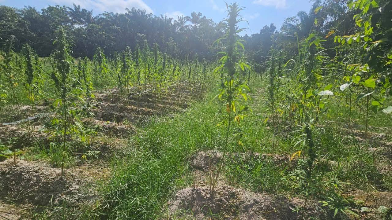 Police Destroy Over $409M Worth of Cannabis, Seize Firearms in Upper Berbice River Raids