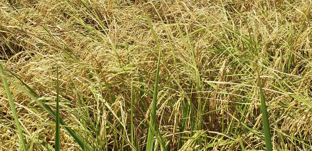 Minister Mustapha optimistic about increased paddy price