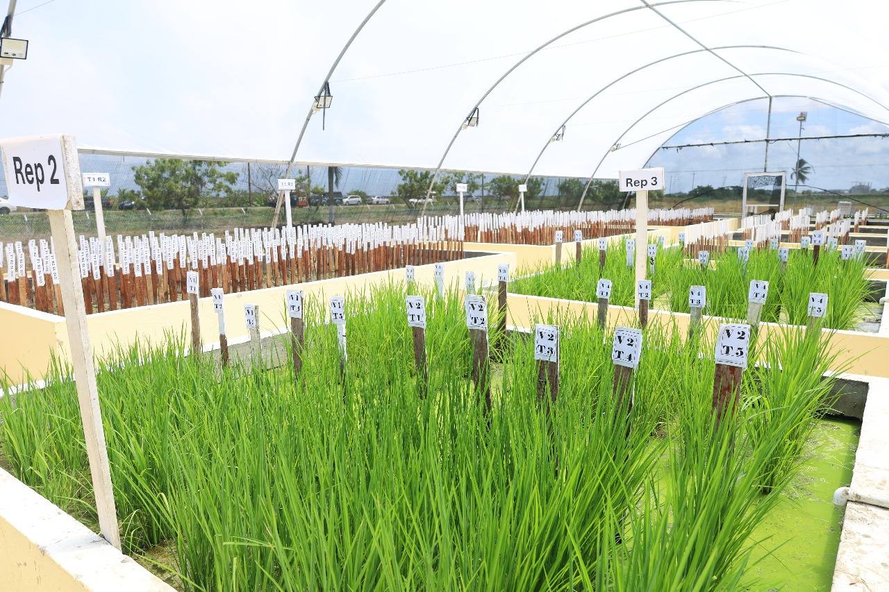 Guyana Launches First-Ever Nano-Technology Fertilizer, Ushering in New Era for Agriculture