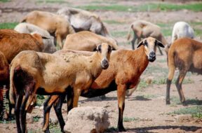 577444961_1253061499962958_8920436562003678929_n