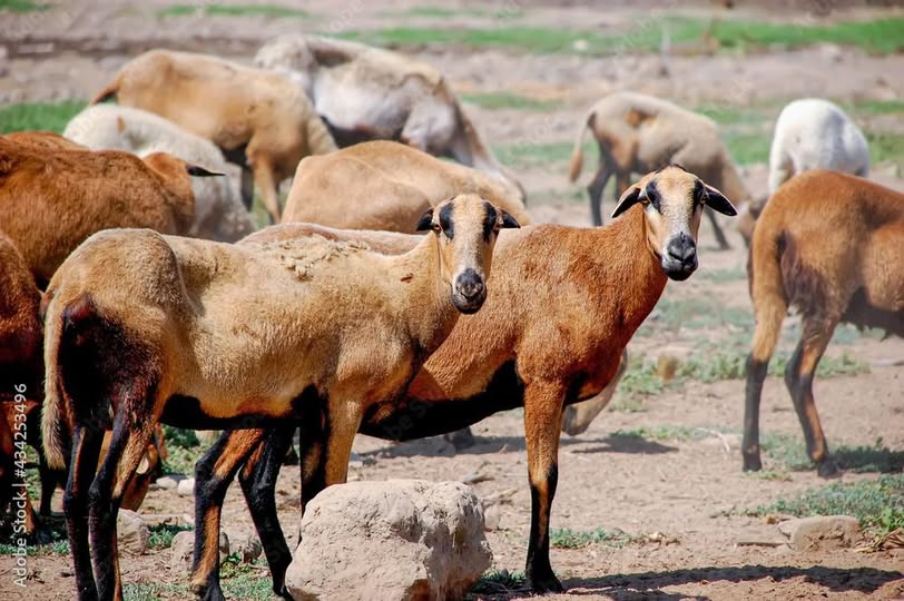 Mutton A Top Priority For Livestock Sector