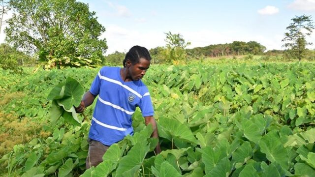 Preferential bank loans coming for medium, large-scale farmers