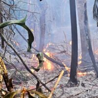 Gov’t warns against setting forest fires amid alarming increase in outbreaks