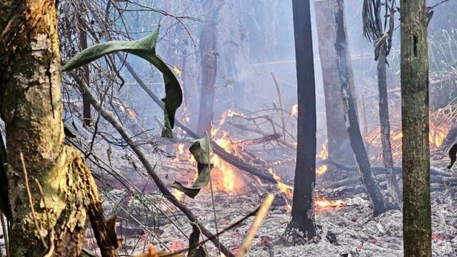 Gov’t warns against setting forest fires amid alarming increase in outbreaks