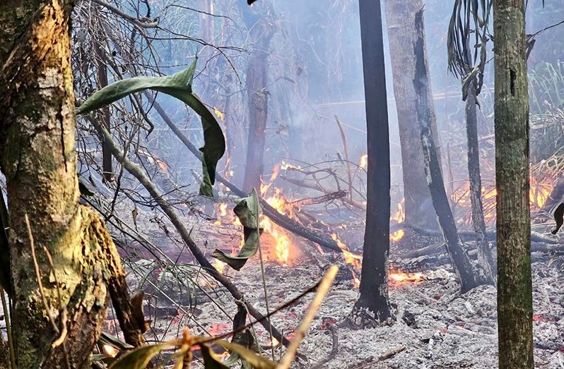 Gov’t warns against setting forest fires amid alarming increase in outbreaks